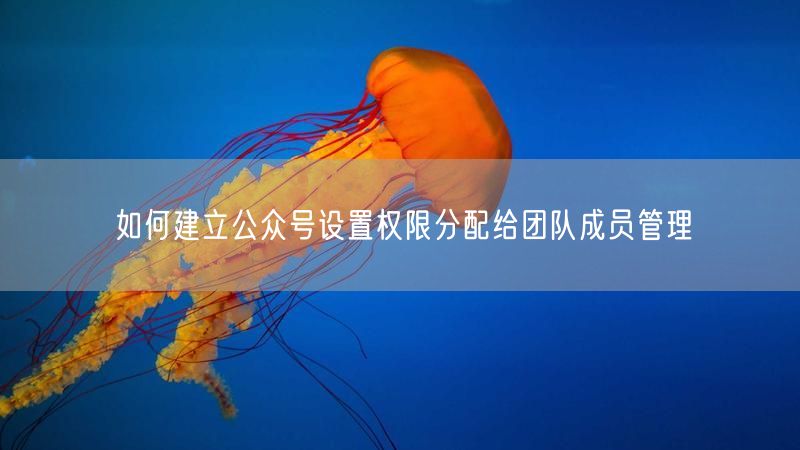 如何建立公众号设置权限分配给团队成员管理