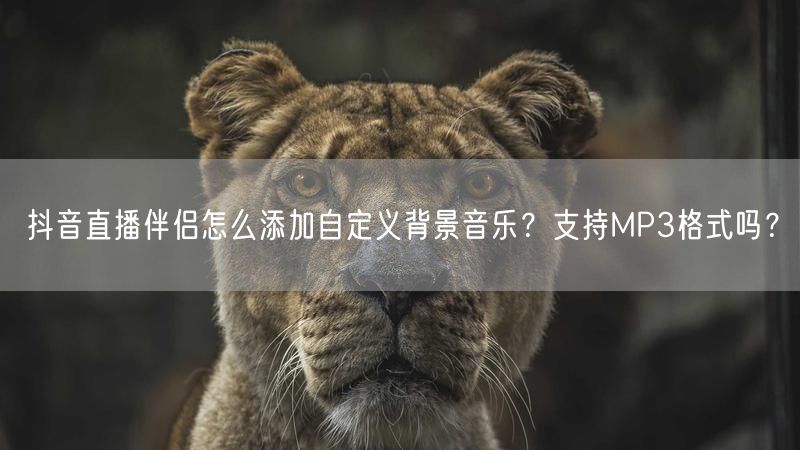 抖音直播伴侣怎么添加自定义背景音乐？支持MP3格式吗？